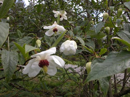Wilsonmagnolia med nikkende blomster (Magnolia wilsonii)